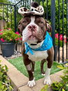 adoptable Dog in  named Rowan