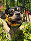 adoptable Dog in redlands, CA named Madison