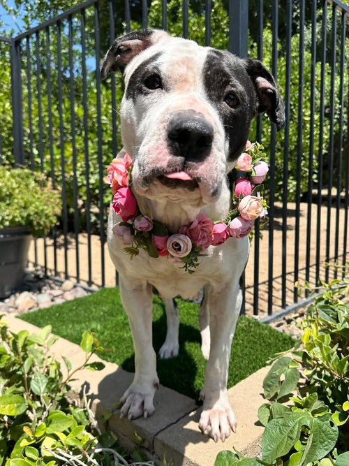 CLARABELLE - American Pit Bull Terrier available for adoption