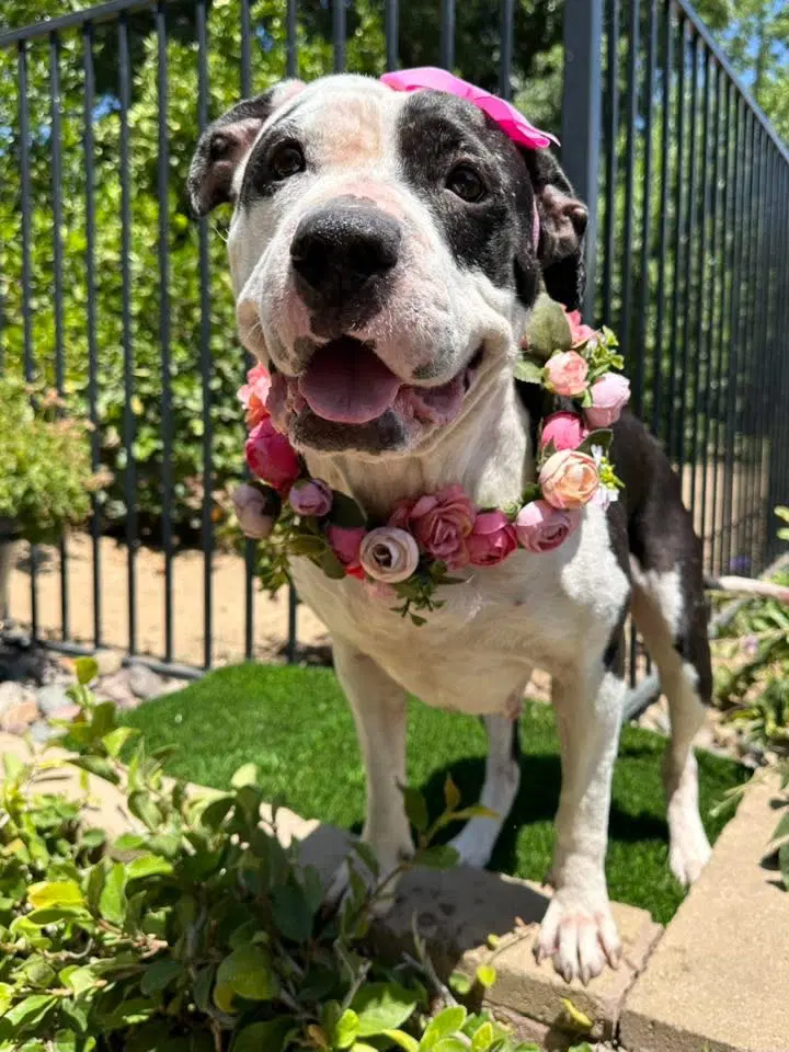 Clarabelle - American Pit Bull Terrier