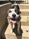 Clarabelle - Photo 5