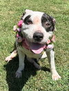 Clarabelle - Photo 6