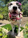 Clarabelle - Photo 7