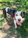 Clarabelle - Photo 8