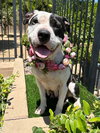 Clarabelle - Photo 9