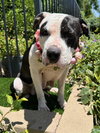 Clarabelle - Photo 10