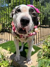 Clarabelle - Photo 12