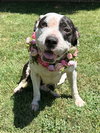 Clarabelle - Photo 13