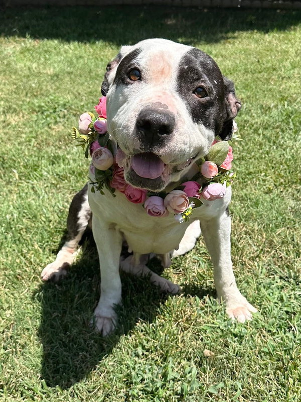 Clarabelle