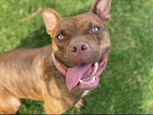 picture of the dog needing adoption