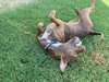 Gryffin - Photo 7