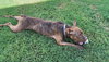 Gryffin - Photo 10