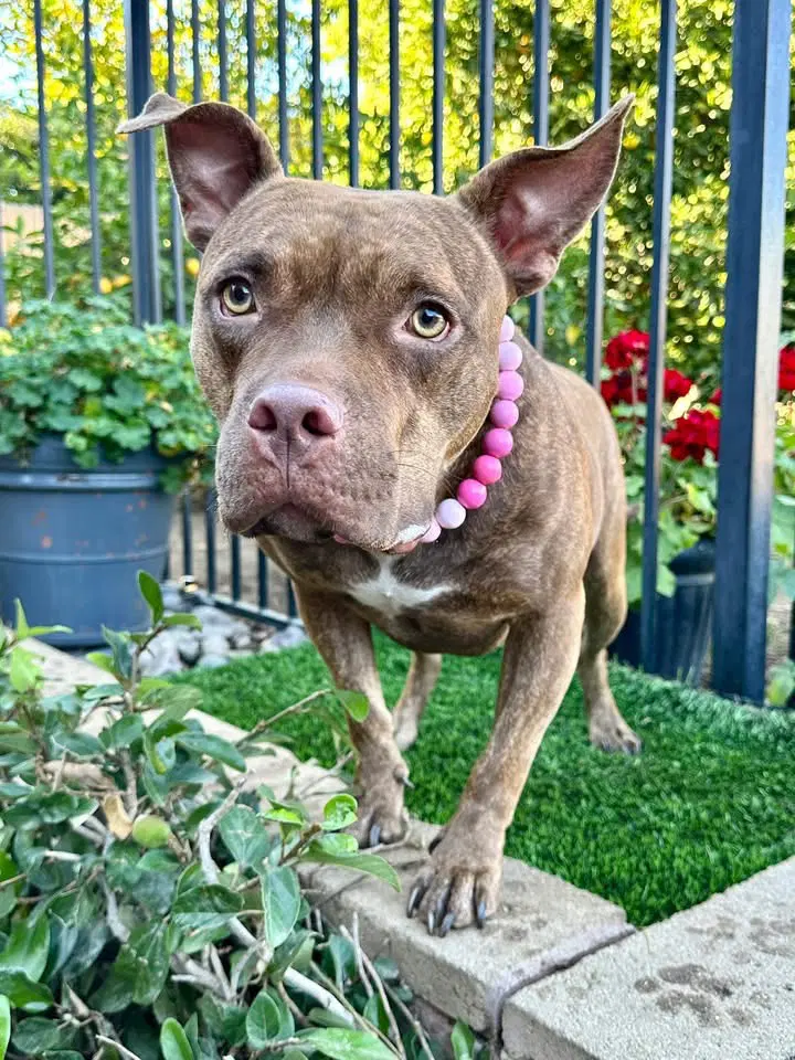 Gryffin - American Pit Bull Terrier