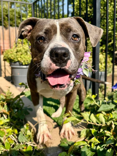 picture of the dog needing adoption