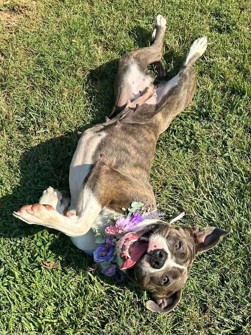 TATUM - American Pit Bull Terrier / Boxer available for adoption