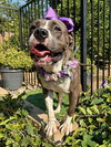 Tatum - Photo 11