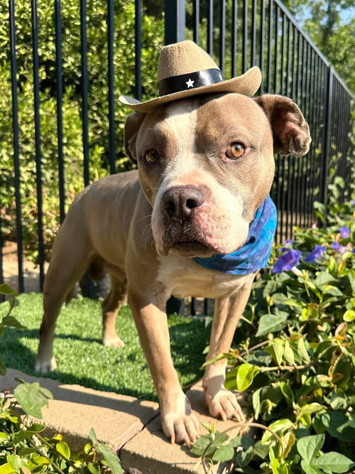picture of the dog needing adoption