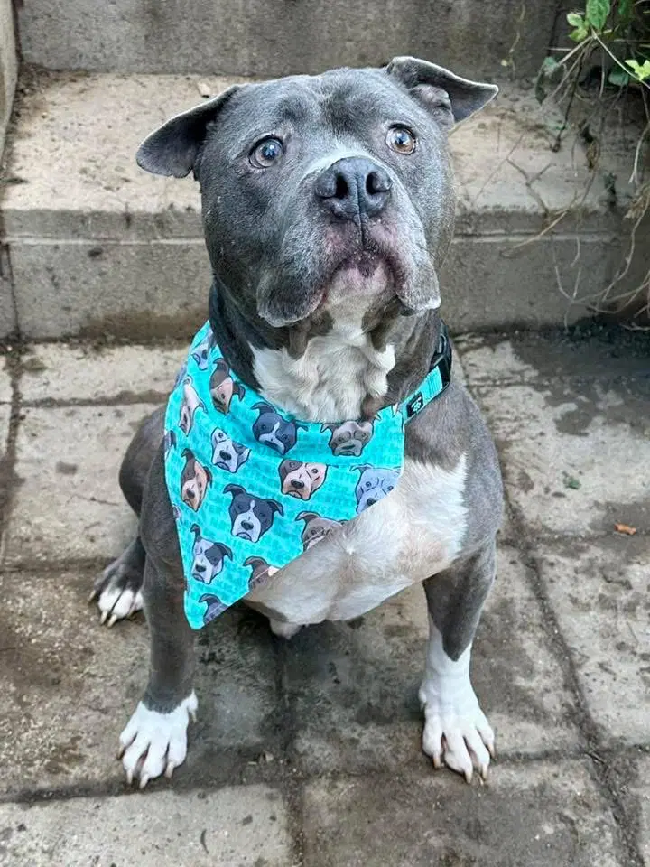 Storm - American Pit Bull Terrier