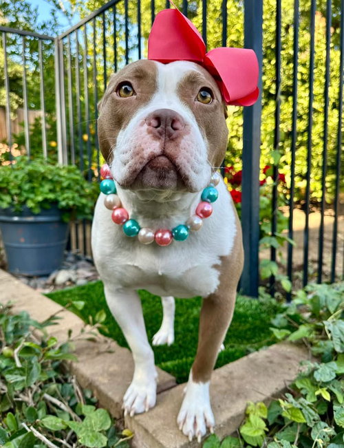picture of the dog needing adoption