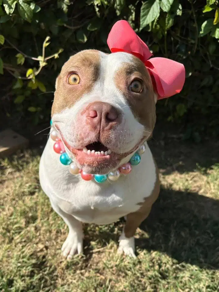 Ember - American Pit Bull Terrier