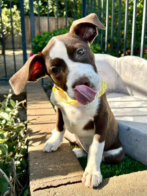 picture of the dog needing adoption
