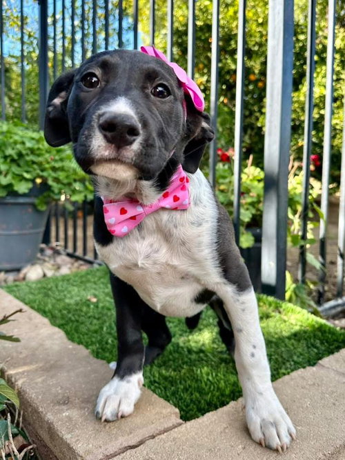 picture of the dog needing adoption