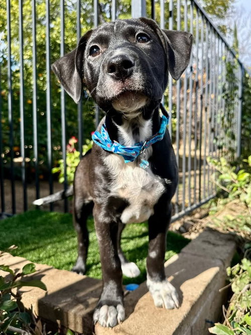 picture of the dog needing adoption
