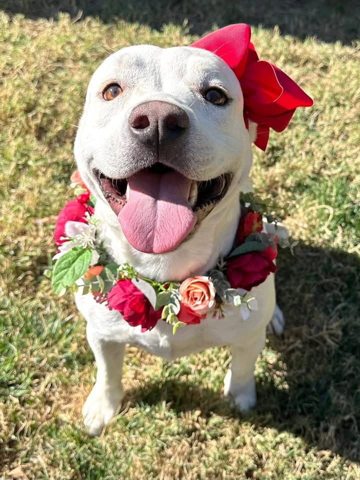 Gigi