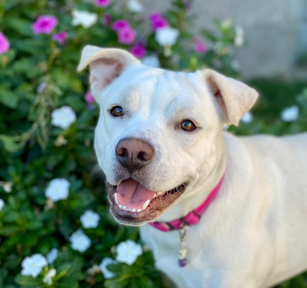 Gigi