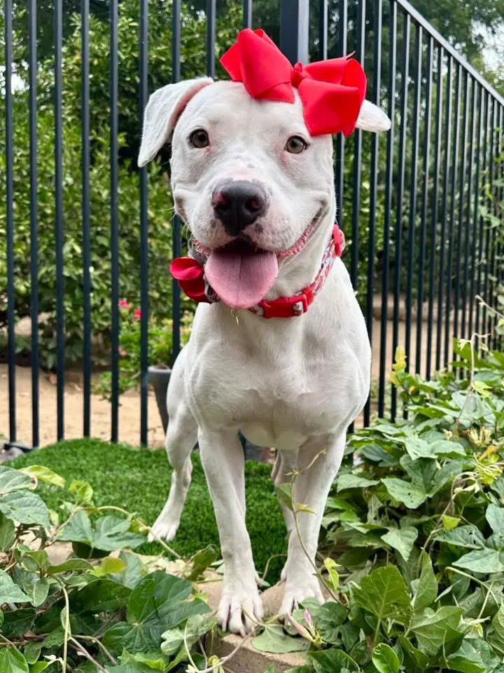Poppy - American Pit Bull Terrier