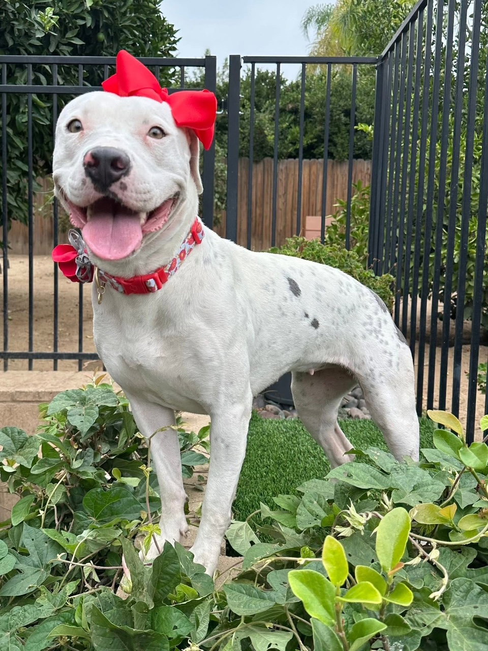 Poppy, photo 12