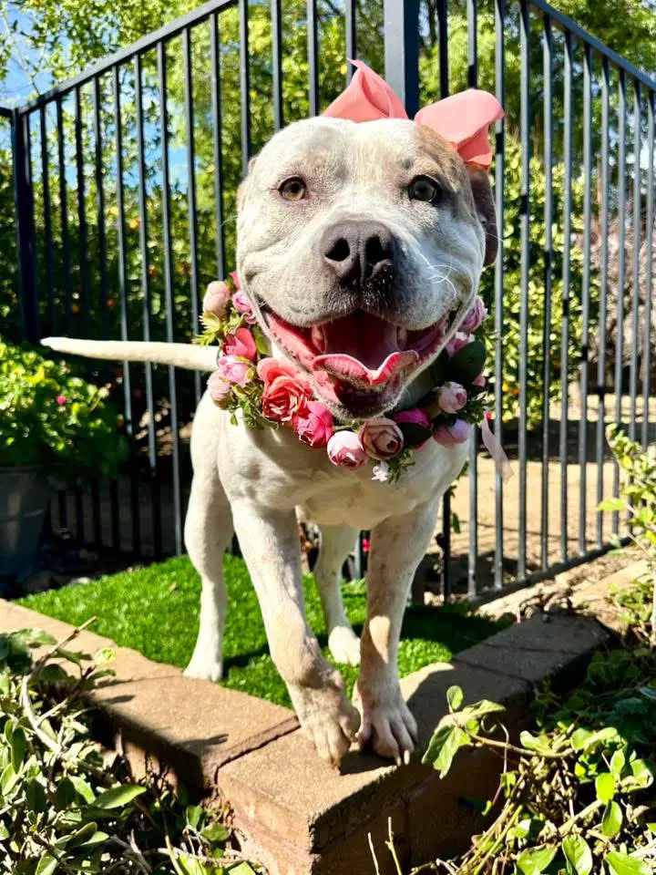 Remi - American Bulldog
