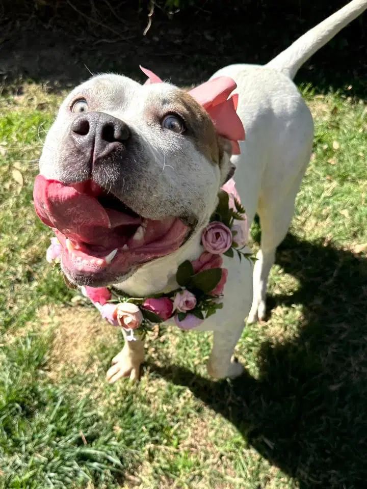 Remi image 4