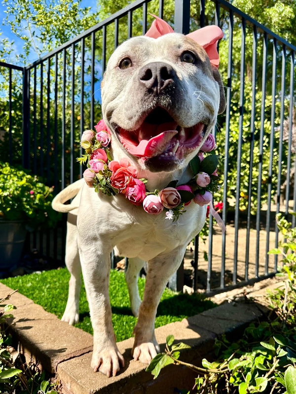 Remi