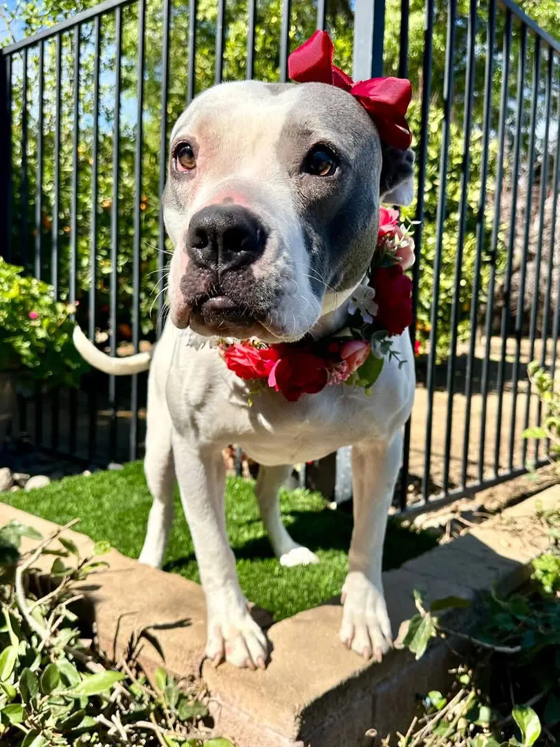 Cranberry - American Pit Bull Terrier