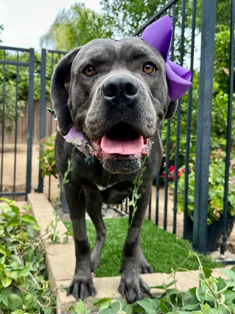 Kuma - Cane Corso