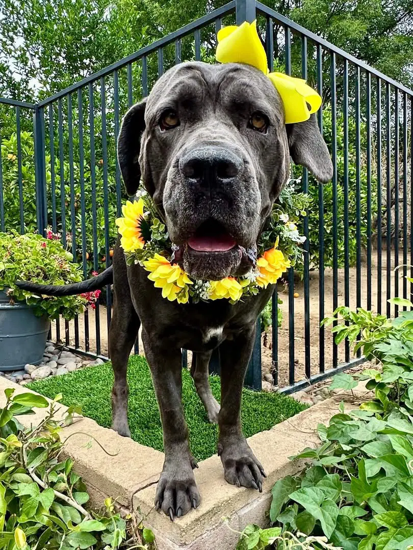 Mishka - Cane Corso