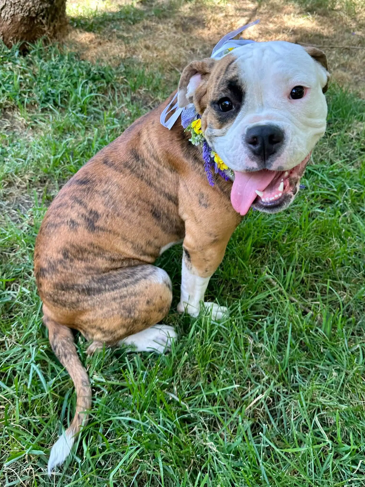 Brooklyn - English Bulldog