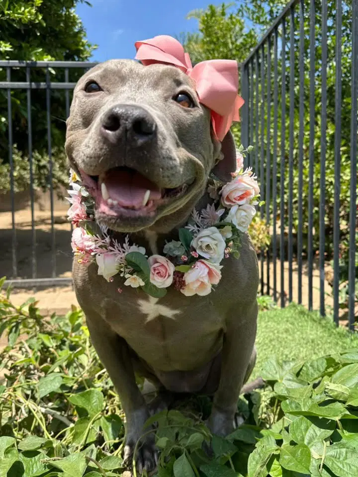 Harper - American Pit Bull Terrier