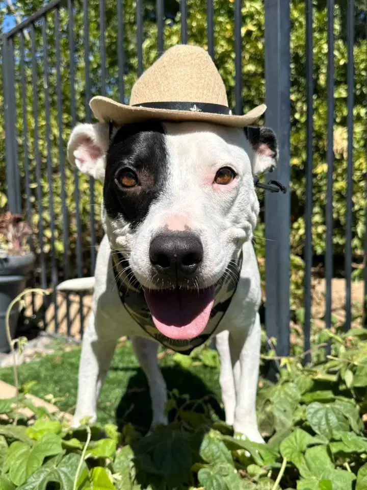Milo - American Pit Bull Terrier