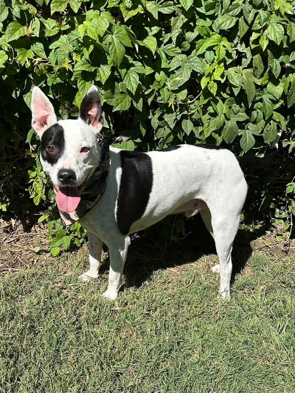 Milo
