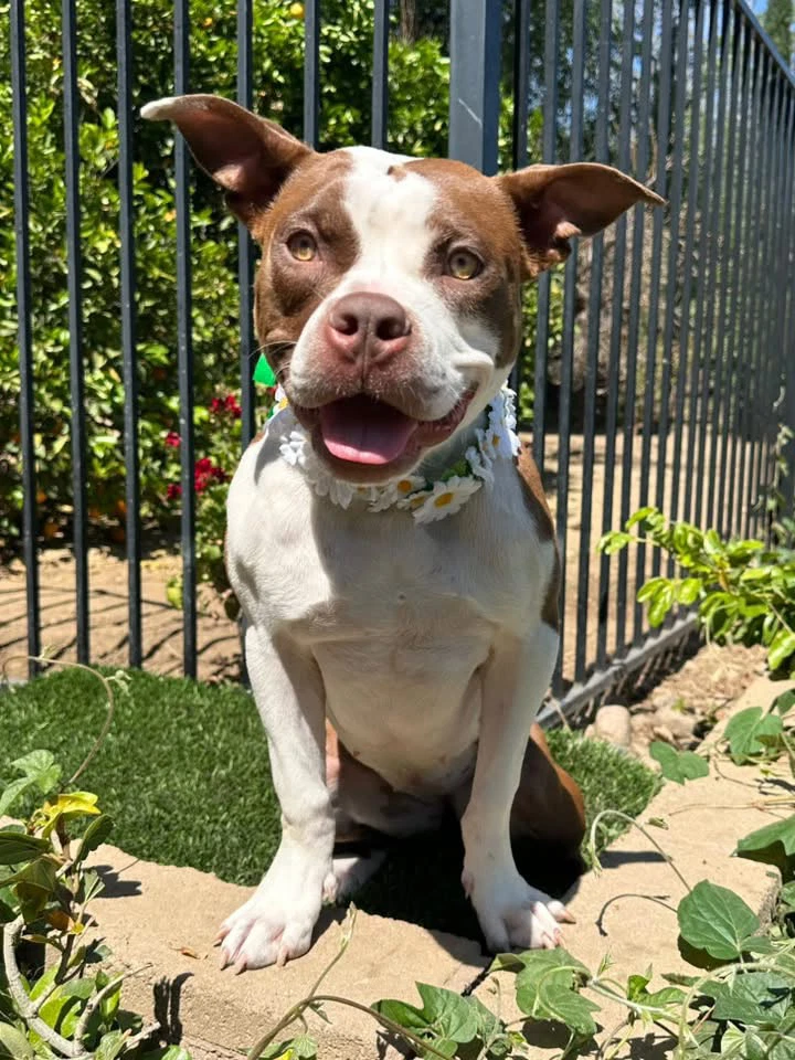 Daisy