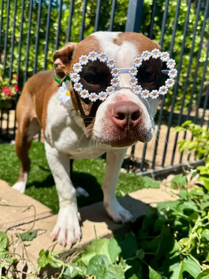 Daisy image 2
