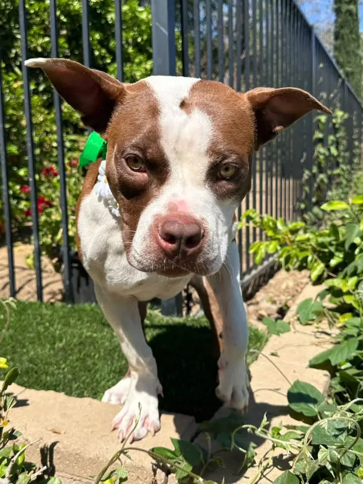 Daisy image 3