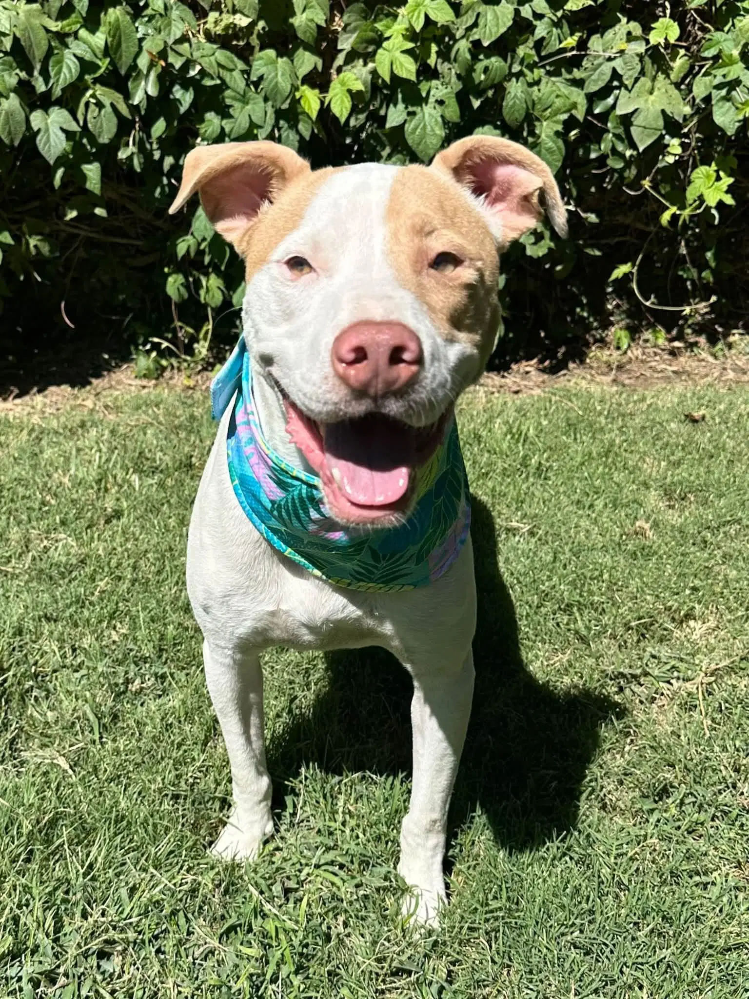 Kirby - American Pit Bull Terrier