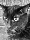 adoptable Cat in  named Cinder