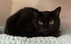 adoptable Cat in Orleans, ON named Cinder
