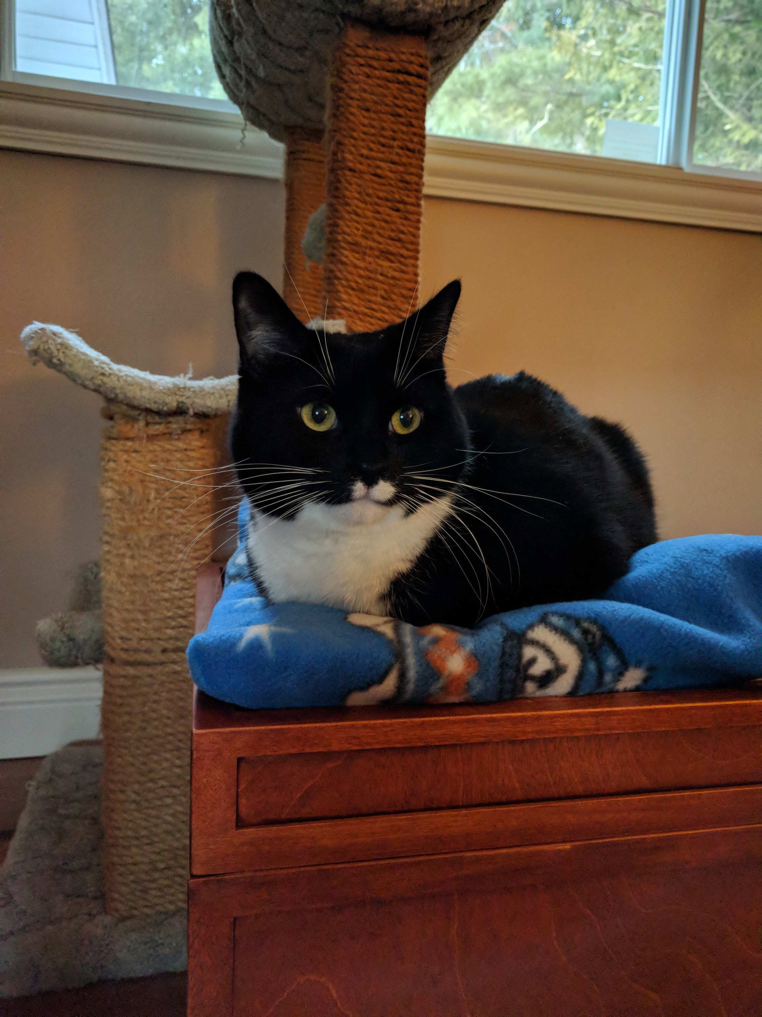 Cats for Adoption in Massena, New York Alpha Paw