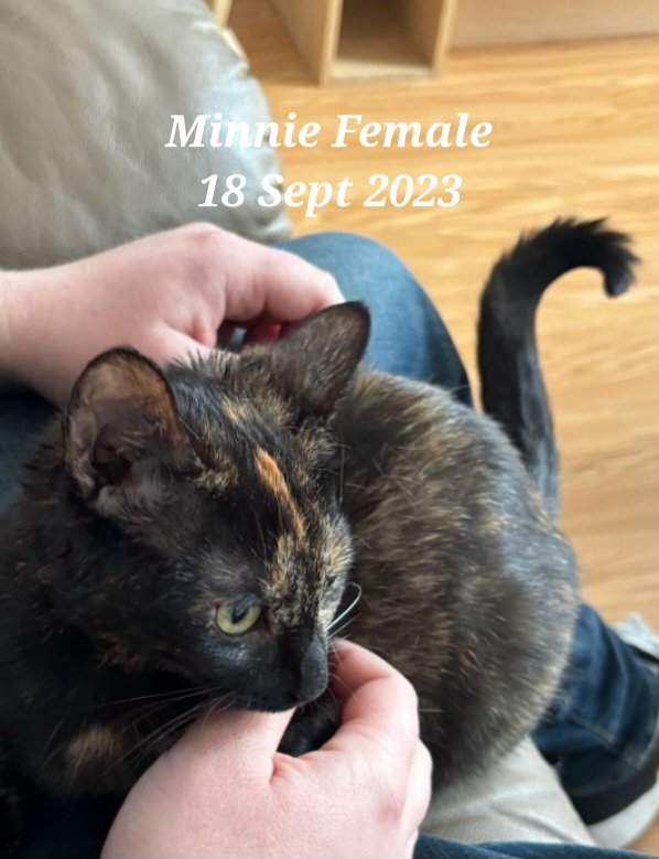 adoptable Cat in Orleans, ON named Minnie