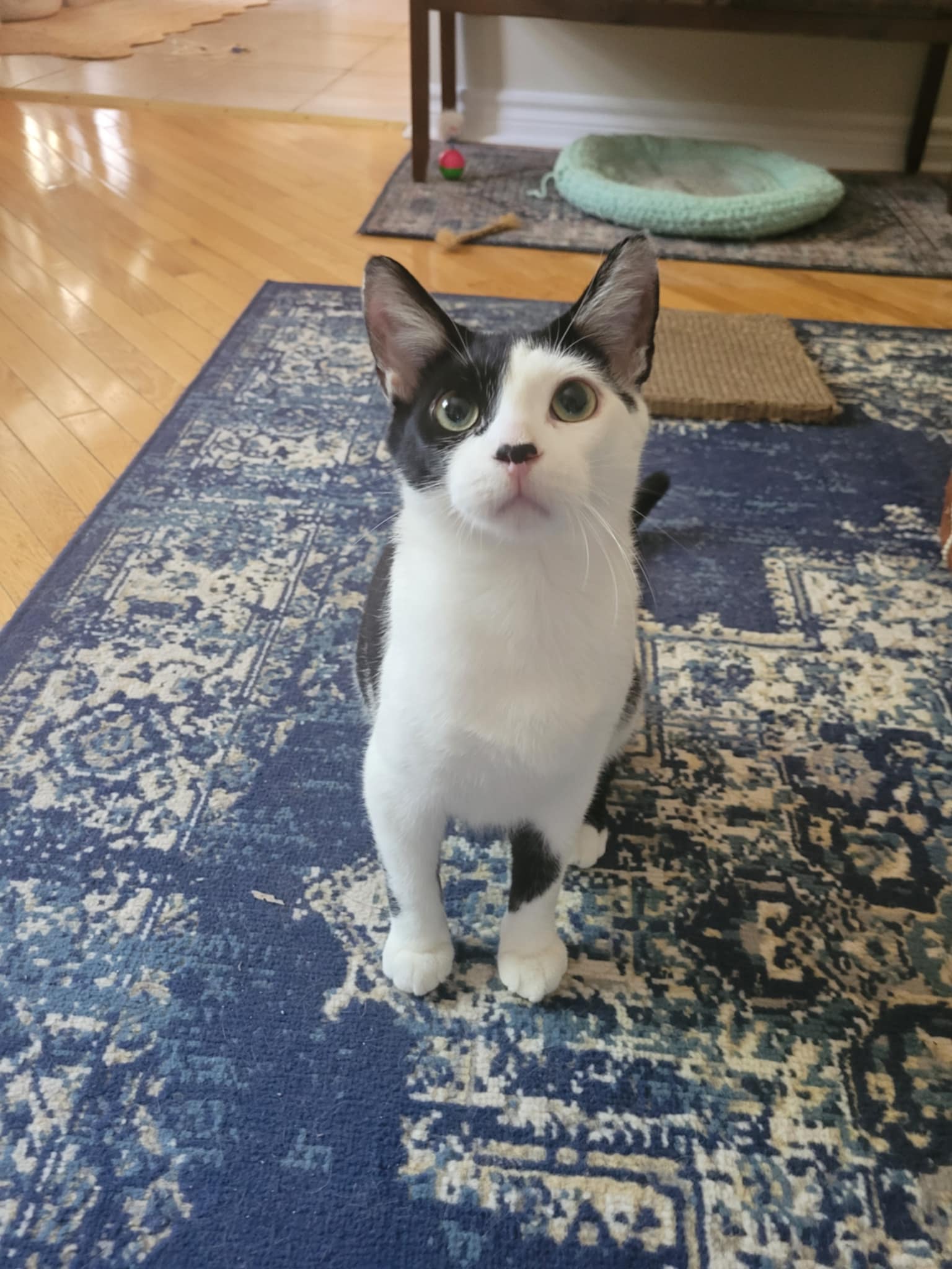 adoptable Cat in Orleans, ON named Bart